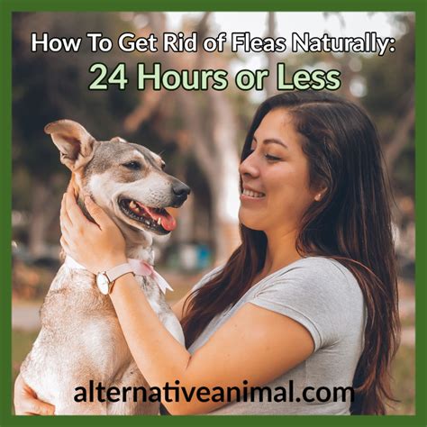 How To Get Rid Of Fleas Naturally: 24 Hours Or Less • Alternative Animal