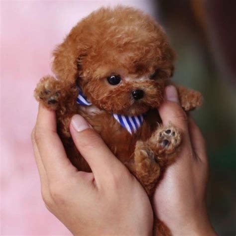 Kalvin Chocolate Teacup Poodle | Poodle puppies for sale, Poodle puppy, Tiny puppies