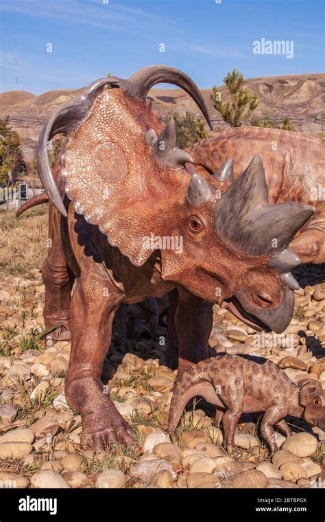 Eotriceratops Xerinsularis