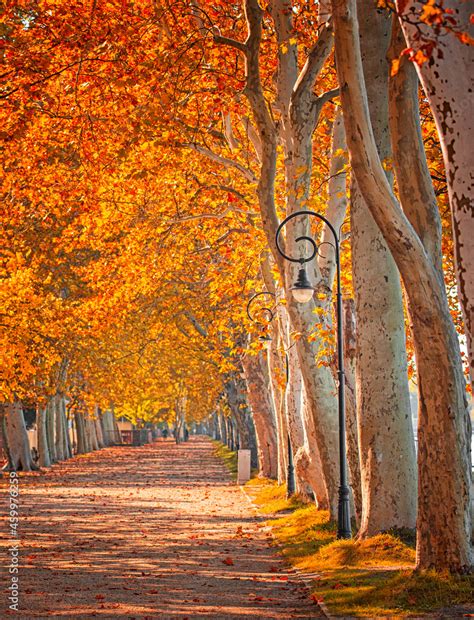 Pathway at lake Balaton in autumn Stock Photo | Adobe Stock