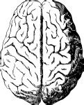 Human Brain Free Stock Photo - Public Domain Pictures