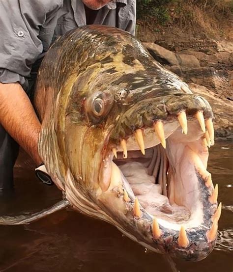 🔥 Goliath Tiger Fish, Congo River : r/NatureIsFuckingLit