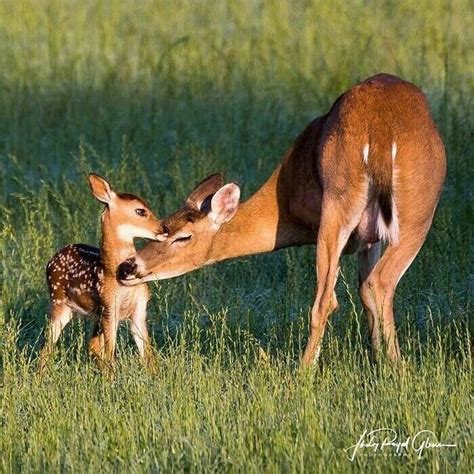 Pin on ~ ♡ ~ Deer & Fawn