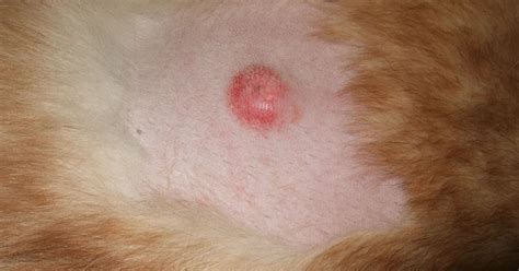 Dog Skin Cancer Lesions