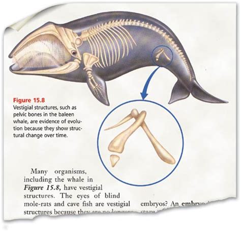 Vestigial Structures | Answers in Genesis