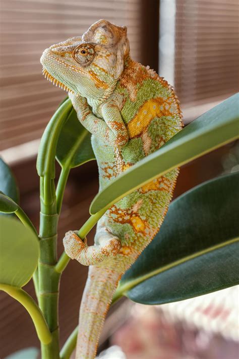 Chameleon on plant 2377796 Stock Photo at Vecteezy