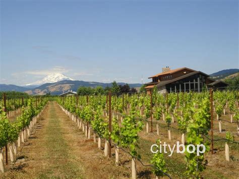 5 BEST Hood River Wineries