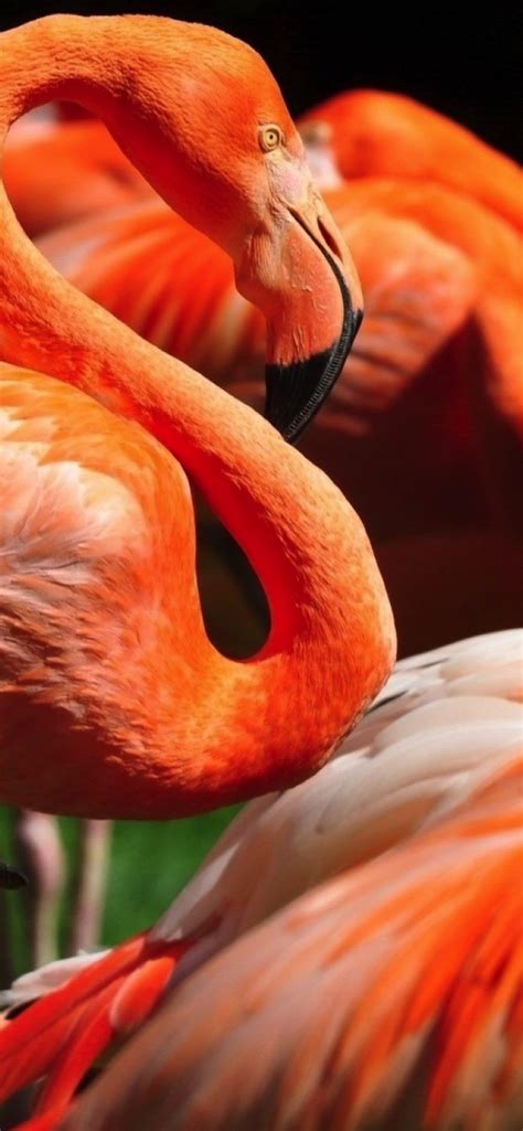 Animal Flamingo | wallpaper.sc iPhone XS Max