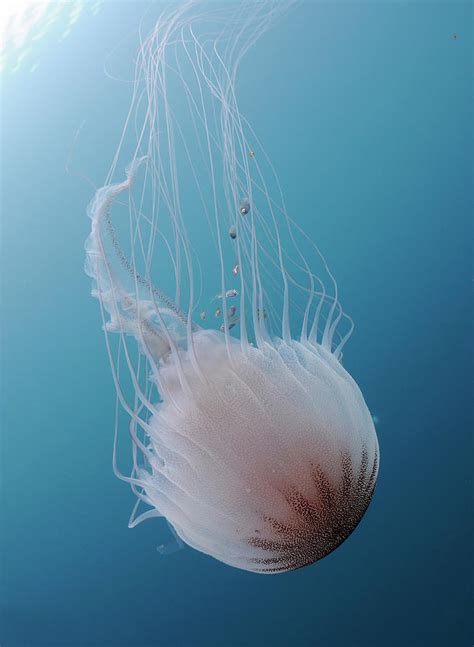 Sea Nettle Jellyfish In Atlantic Ocean Photograph by Karen Doody ...