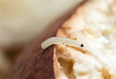 fungus gnat larvae life cycle - Evelia Dang