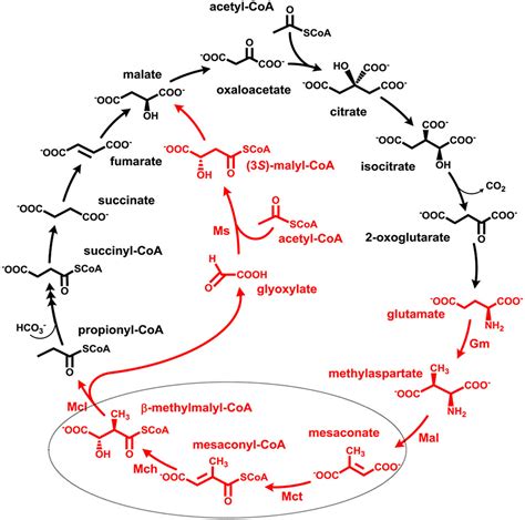 Frontiers | Succinyl-CoA:Mesaconate CoA-Transferase and Mesaconyl-CoA ...