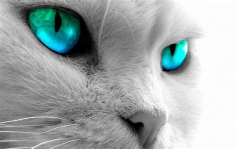 cat blue eyes Wallpapers HD / Desktop and Mobile Backgrounds