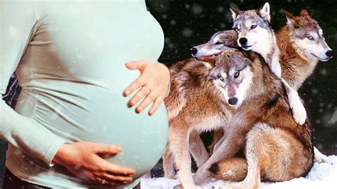 Pregnant Wolf Giving Birth