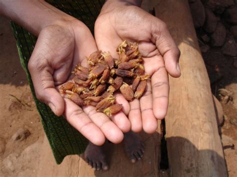 Excellent Benefits Of Mahua Seeds And Oil