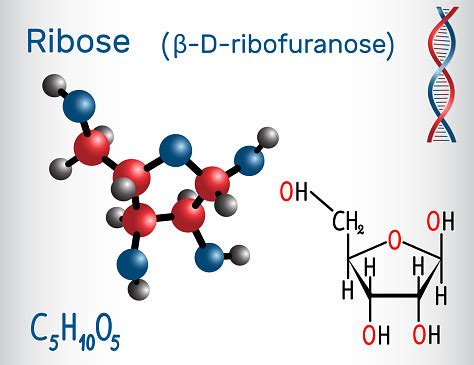 Ribose It Forms Part Of The Backbone Of Rna Structural Chemical Formula ...