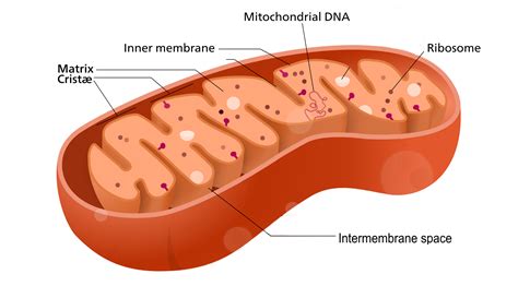 4.6 Cell Organelles – Human Biology