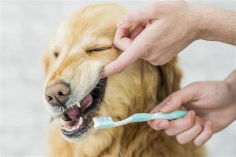 Dog Teeth Brushing: Everything Pet Parents Near Saratoga Springs, NY ...