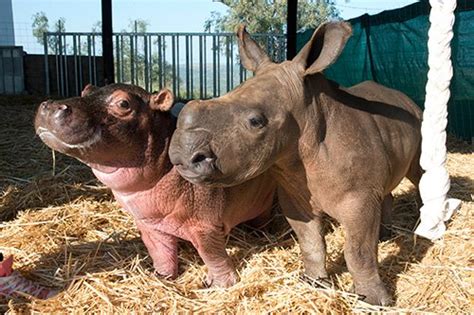 Watch: Baby Hippo Raised By Rhinos Finally Meets A Hippo! | LaptrinhX / News