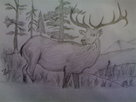 Pencil Sketches & Painting : Sketch of Deer