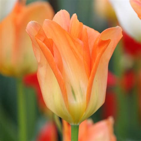 Best Perennial Tulips | 20+ Perennial Tulip Varieties | Bulb Blog