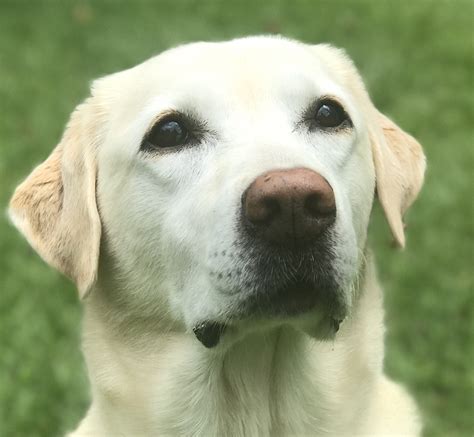 Golden Lab And Golden Retriever Mix at Alice Greenbaum blog