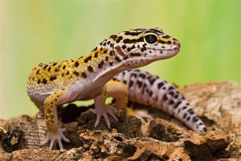 leoperd gekos - Bing Images | Leopard gecko, Gecko, Cute animals