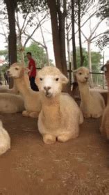 Chewing GIF - Alpaca Chewing Scary - Discover & Share GIFs