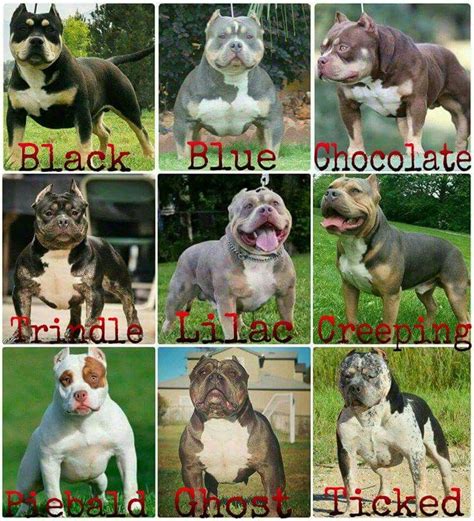 Pin by Black Azz on I'm a Bully head! | Bully breeds dogs, Bully dog, Bully breeds