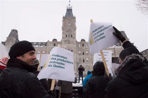 Quebec maple syrup producers divided over quota system | CBC News