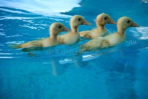 Small Baby Yellow Ducks Swimming in a Pool Stock Image - Image of baby ...