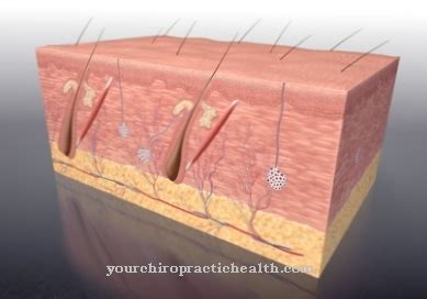 The release of holocrine secretions is found, for example, in human ...