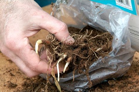 How to Grow Lily of the Valley - BBC Gardeners' World Magazine