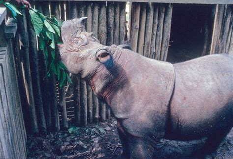 Is captive breeding the final resort for the Sumatran rhino?