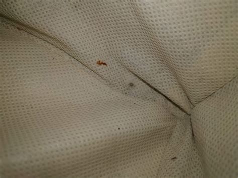 Is this bed bug feces+blood? This was in our laundry basket. No signs of bugs in the bedroom (we ...