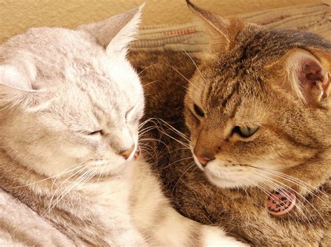 How To Tell If Two Cats Are Bonded (10 Signs) - The Cat and Dog House