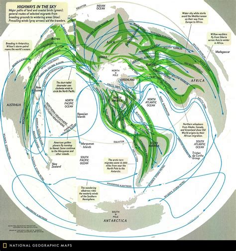 This 1979 map of "Highways in the Sky" depicts bird migration routes around the world. Major ...