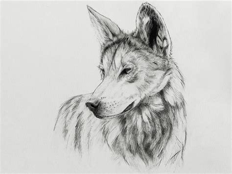 Wolf Sketch Drawing by Norman Rawn - Fine Art America