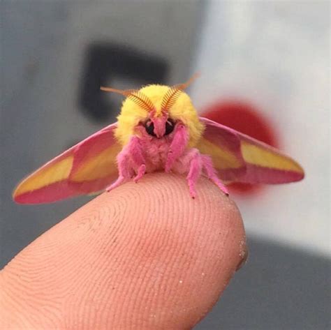 This Colorful Rosy Maple Moth Is an Eye-Catching Garden Visitor | Home ...