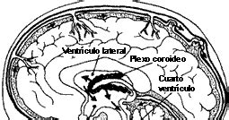 Blog de la Cultura Alternativa: Plexos Coroideos