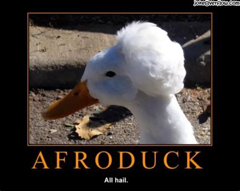 Funny duck Puns