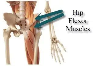 Hip Flexor Muscles Diagram