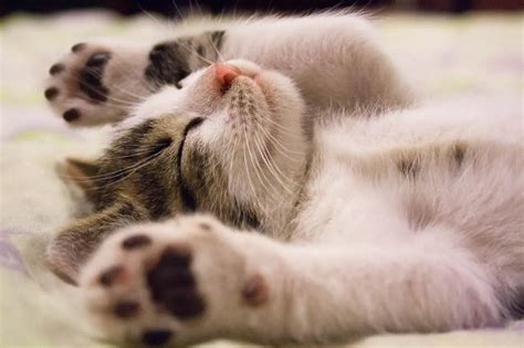 17 Sleeping Cats Positions Meanings [#3 Means Your Cat LOVES YOU!] - Cats And Kittens World