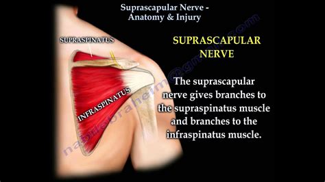 Suprascapular Nerve Anatomy & Injury - Everything You Need To Know - Dr. Nabil Ebraheim - YouTube