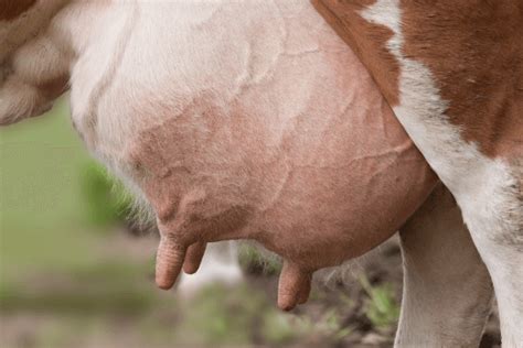 Mastite em vacas de leite: o que é, como prevenir - Boi Saúde