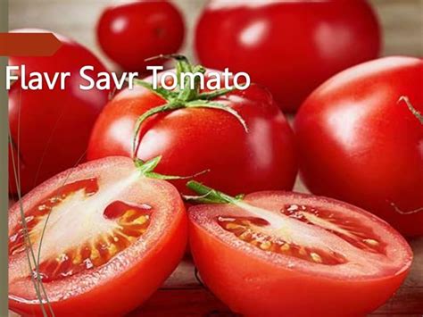 FLAVR SAVR tomato.pptx