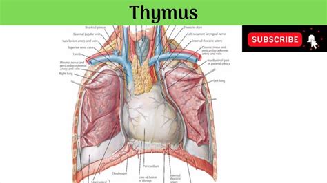 Thymus | Situation |Relations | Microscopic Structure |Haemo-thymic Barr... | Human body anatomy ...