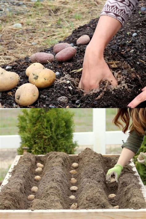 How to Grow Potatoes: 5 Steps to A Big Harvest - A Piece Of Rainbow