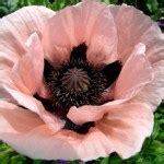 Poppy, Oriental 'Coral Reef' - Hope Mountain Nurseries