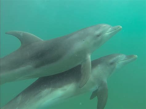 Burrunan Dolphin – "OCEAN TREASURES" Memorial Library