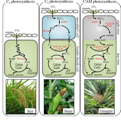 Temperature response of photosynthesis in C3, C4, and CAM plants: temperature acclimation and ...